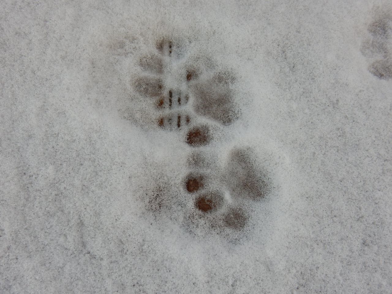寒の戻りにかわいらしい足跡_c0025115_21493630.jpg