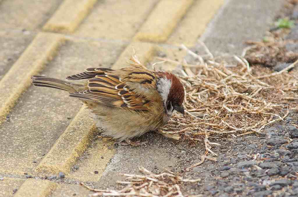肥満 スズメ 武蔵野散歩