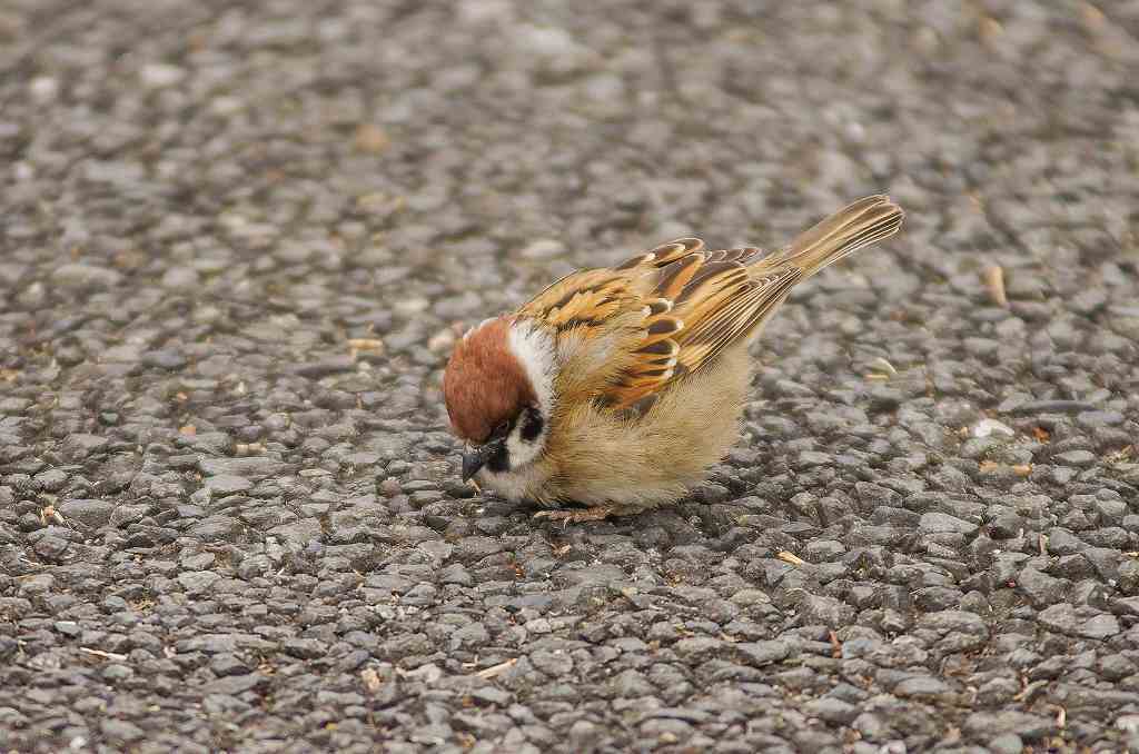 肥満 スズメ 武蔵野散歩