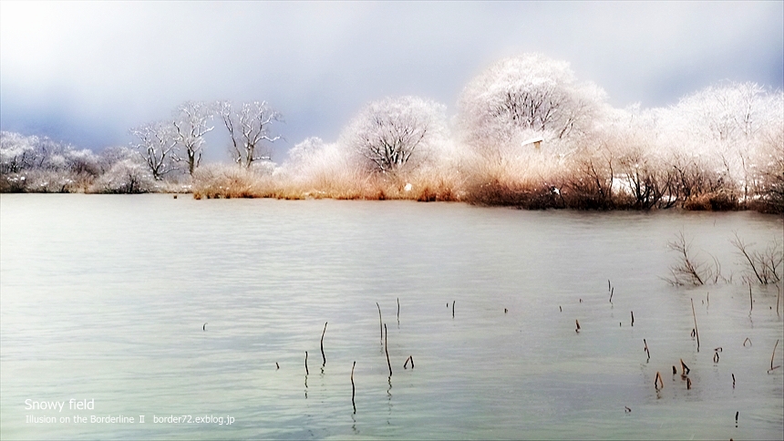 Snowy field XI_d0351122_843860.jpg