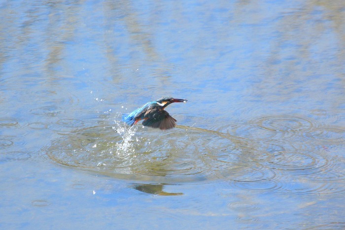 カワセミの飛び込み・４_f0327034_17150143.jpg