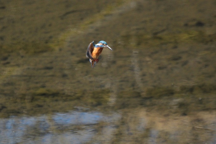 カワセミの飛び込み・４_f0327034_17160012.jpg