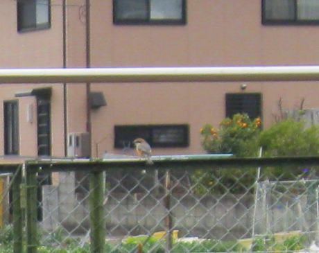 f0113136_21165890.png