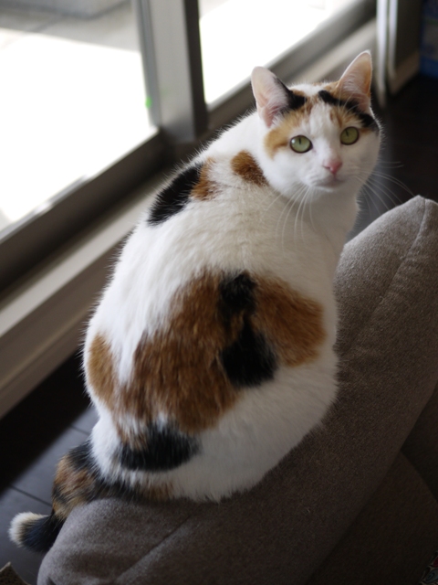 猫のお留守番 エンジェルちゃん編。_a0143140_22473597.jpg
