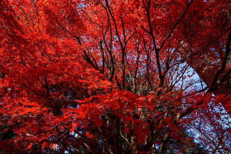 胡宮神社の紅葉_f0155048_19254657.jpg