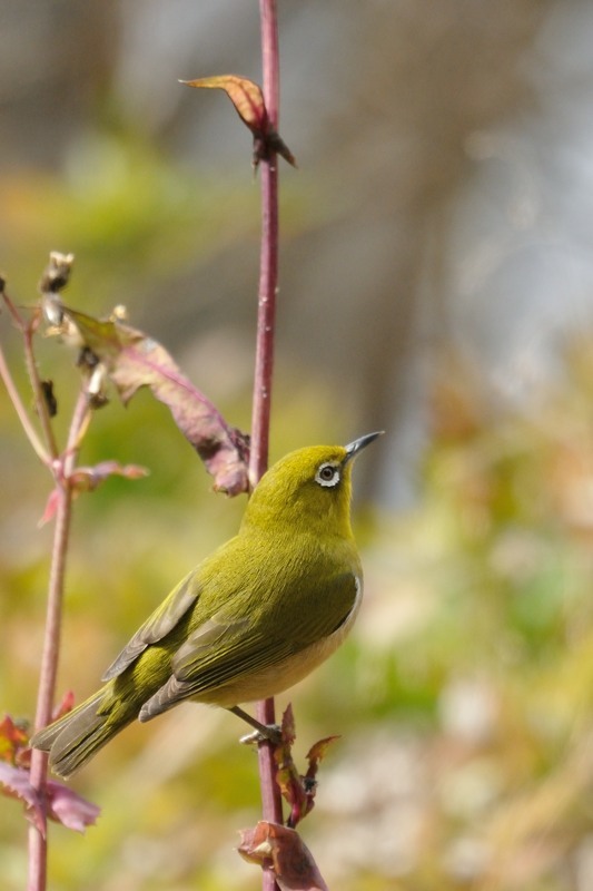 c0334250_00001641.jpg