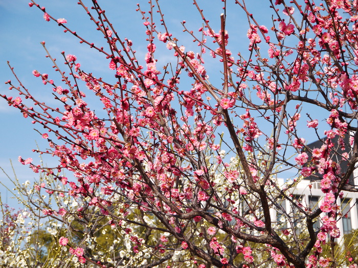 　　　　　和歌山城公園・西の丸広場にて_b0093754_2015328.jpg