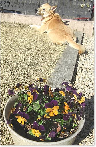 簡易ビニールハウスでパンジー復活 番犬ハナとmix犬サクのおさんぽ毎日 簡易ビニールハウスでパンジー復活 番犬ハナとmix犬サクのおさんぽ毎日