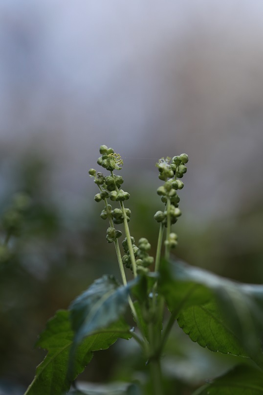 e0304170_18532674.jpg