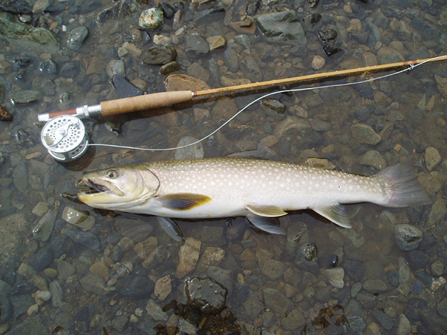 indoor fishing （能書） その1_a0245573_12545893.jpg