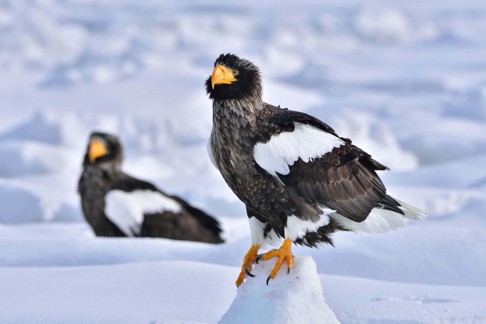 オオワシ（大鷲）/Steller\'s sea eagle_f0365975_01240694.jpg