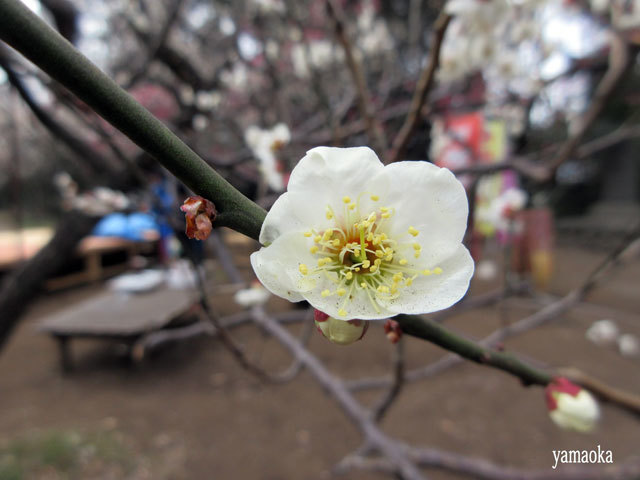 武蔵野の春を実感しつつ。_f0071480_19332081.jpg