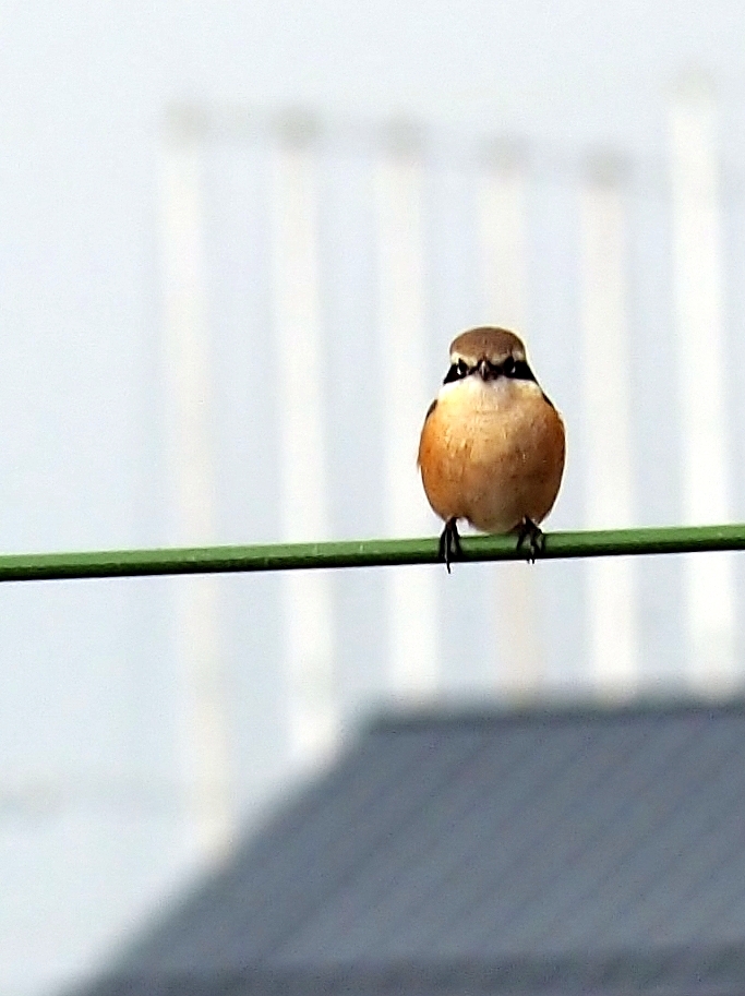 百舌鳥さんが……_e0250588_17161824.jpg