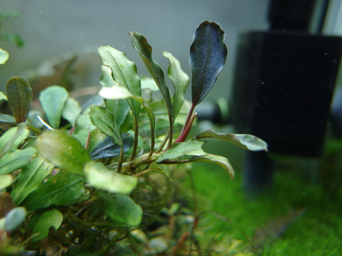 ブセファランドラの水上葉と水中葉 : 癒しのアクアライフ