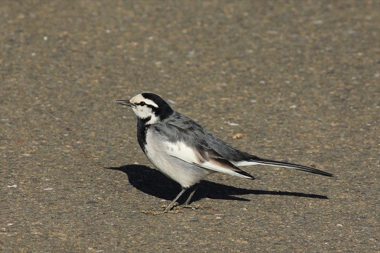 鳥たちに逢いに_b0246693_23450194.jpg