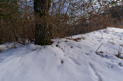 雪が残っていました_e0366896_07360309.jpg