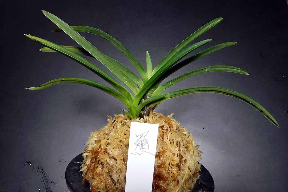 羆の青が羆の縞に - 奥深い富貴蘭