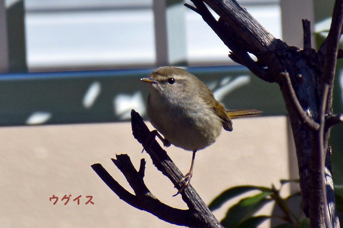 早春の七山散策（2017.02.19）_f0083613_22512117.jpg