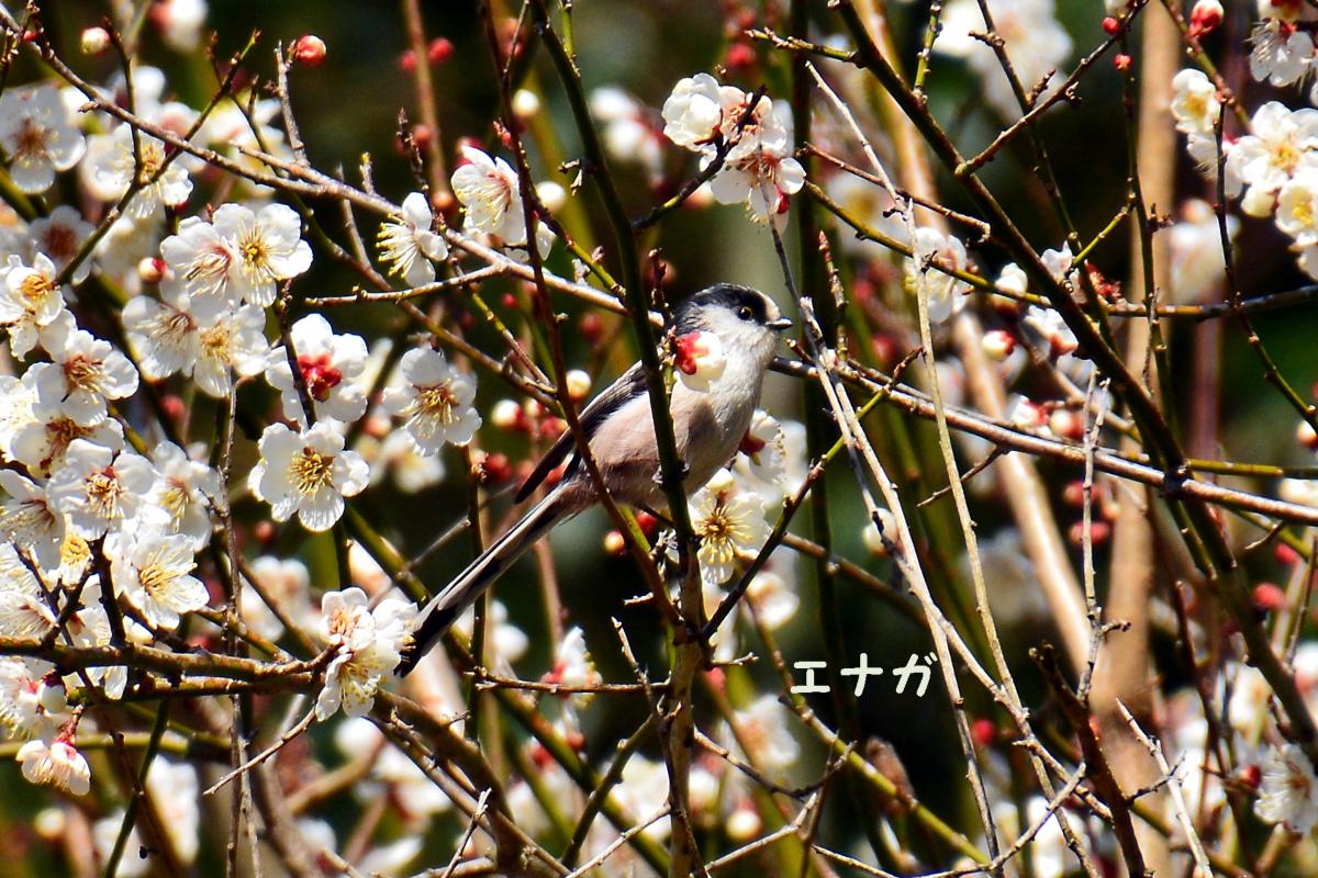 早春の七山散策（2017.02.19）_f0083613_22534673.jpg