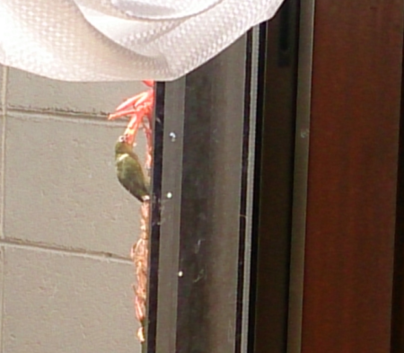 f0354314_20214776.png