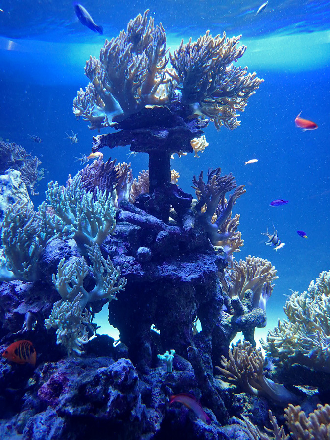 サンシャイン水族館～「サンゴ礁の海」_b0355317_20455412.jpg