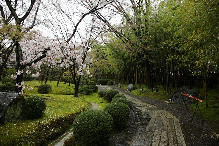 八幡市の桜 －松花堂庭園（前編）－_b0169330_17413813.jpg