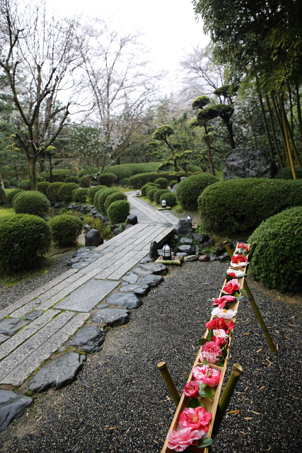 八幡市の桜 －松花堂庭園（前編）－_b0169330_1742232.jpg