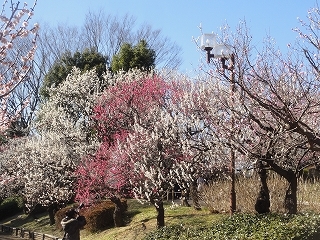 花見へそれぞれ(2月19日、日）_c0147935_20143809.jpg