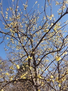 花見へそれぞれ(2月19日、日）_c0147935_20154420.jpg