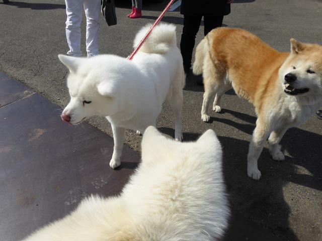 タロ坊実家でヤラカス・イマデヤ(←謎)_f0008935_313992.jpg