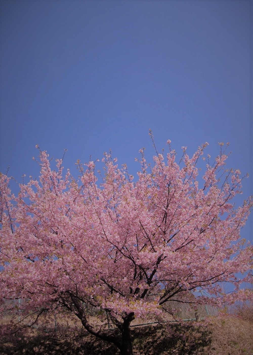 河津桜_a0158236_19142582.jpg