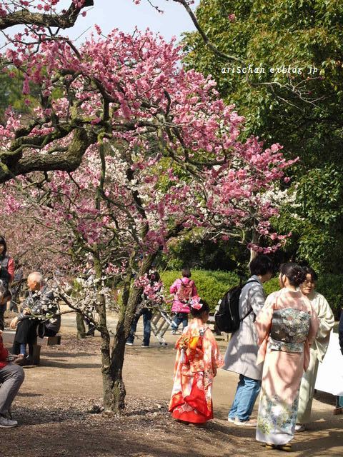 栗林公園梅まつり～♫_f0295238_10110529.jpg