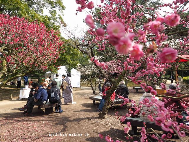 栗林公園梅まつり～♫_f0295238_10124520.jpg