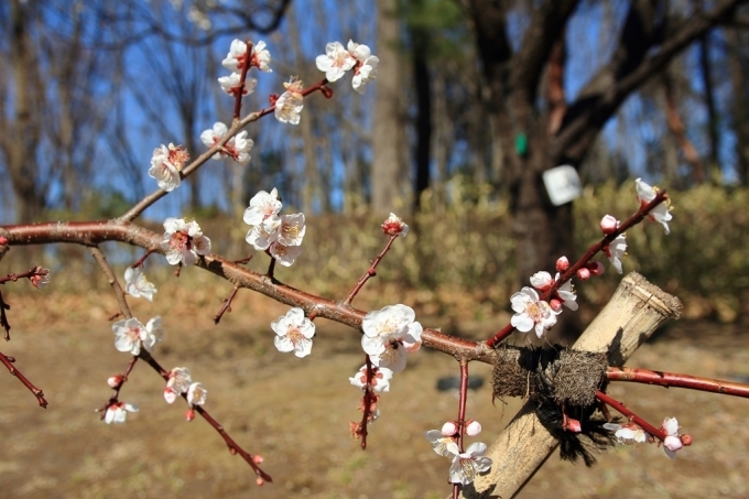 郷土の森　観梅　2017.02.19_d0132743_21335882.jpg