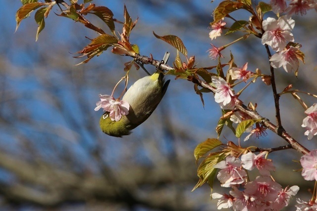 花木絡みの野鳥たち_b0363649_23524298.jpg