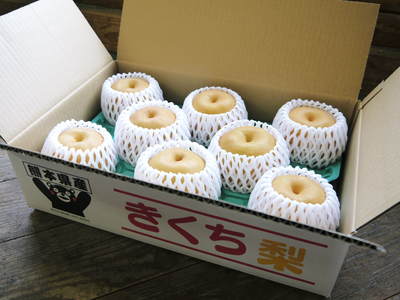 熊本梨 本藤果樹園 冬の剪定と誘引作業で今年も最高のステージを作ります!_a0254656_1746309.jpg