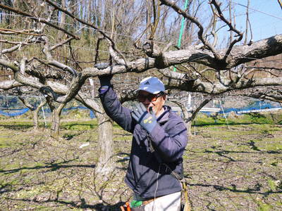 熊本梨 本藤果樹園 冬の剪定と誘引作業で今年も最高のステージを作ります!_a0254656_18124224.jpg