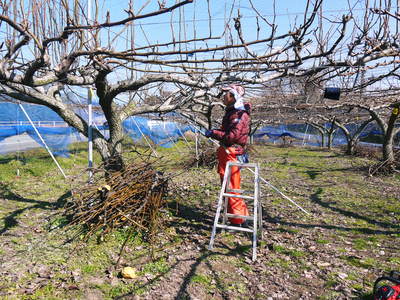 熊本梨 本藤果樹園 冬の剪定と誘引作業で今年も最高のステージを作ります!_a0254656_18345477.jpg