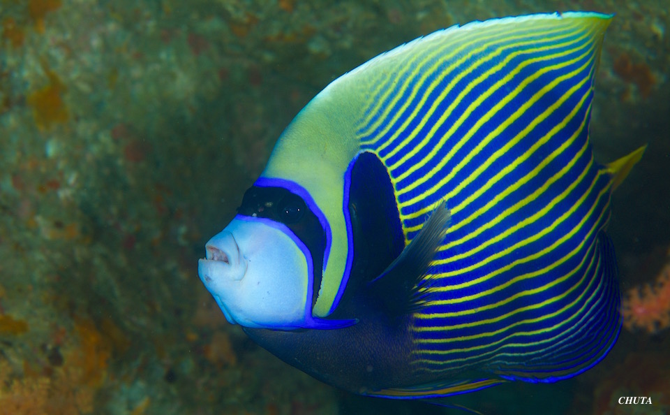 魚だけ〜☆みなべ・田辺_e0158261_13394671.jpg