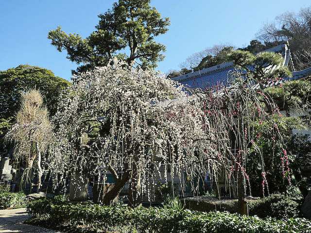 常立寺_f0199866_07343495.jpg