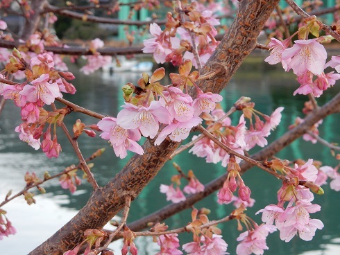 河津桜が咲きはじめ_e0175370_20342627.jpg