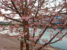 河津桜が咲きはじめ_e0175370_20344329.jpg