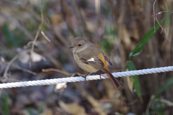 春を待つ公園_e0167571_22544070.jpg