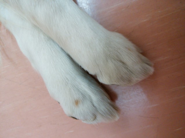 ちょこっとトリミング_e0367571_18114959.jpg
