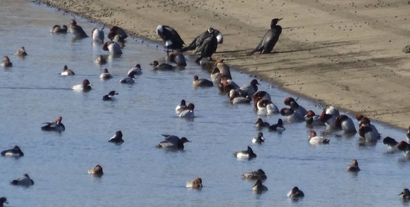 彩湖で野鳥観察会_f0059673_21260537.jpg