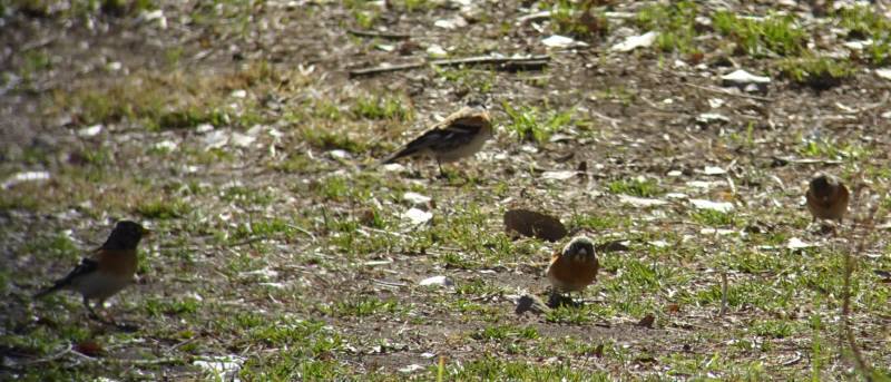 彩湖で野鳥観察会_f0059673_21270598.jpg