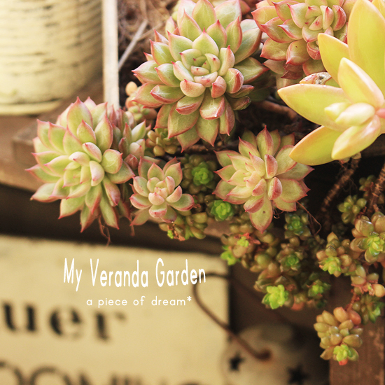 ベランダの 雨とい多肉アレンジ と したいこといろいろ A Piece Of Dream 植物とdiyと