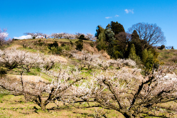 八女市の谷川梅林_e0304485_232710.jpg