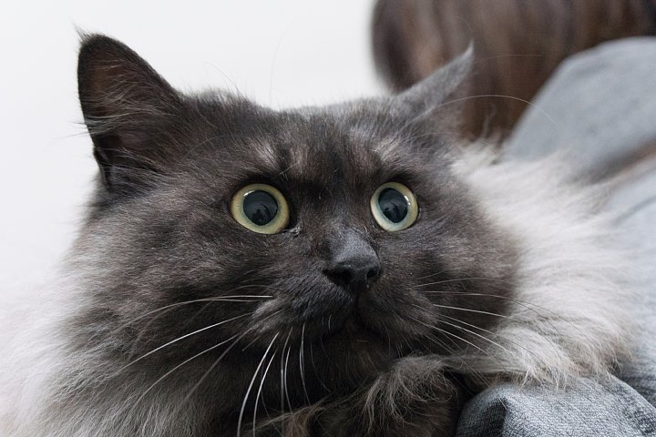 猫ちゃんの養子縁組_d0353489_20465934.jpg
