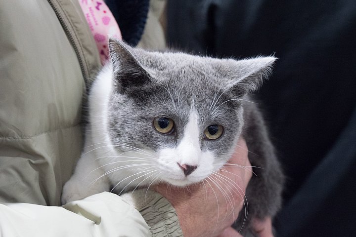 猫ちゃんの養子縁組_d0353489_20474672.jpg